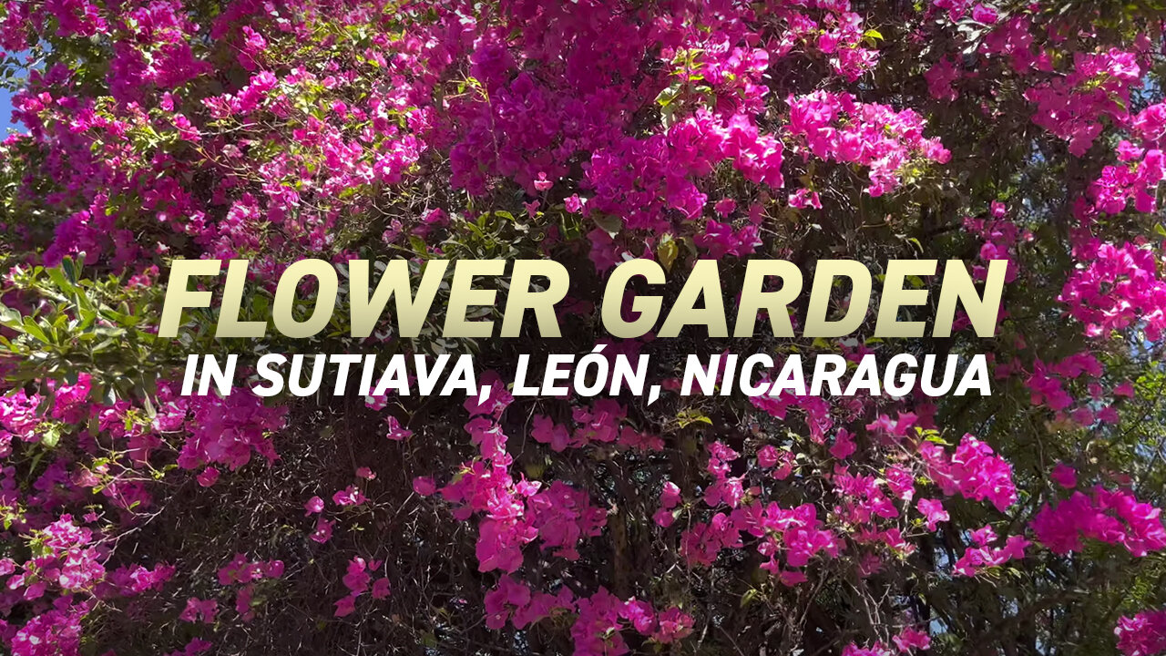 Flower Garden in Sutiava Leon Nicaragua | Vlog 21 January 2023