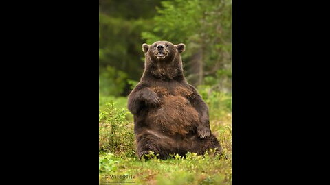 World's Strongest "Nimble Bear"