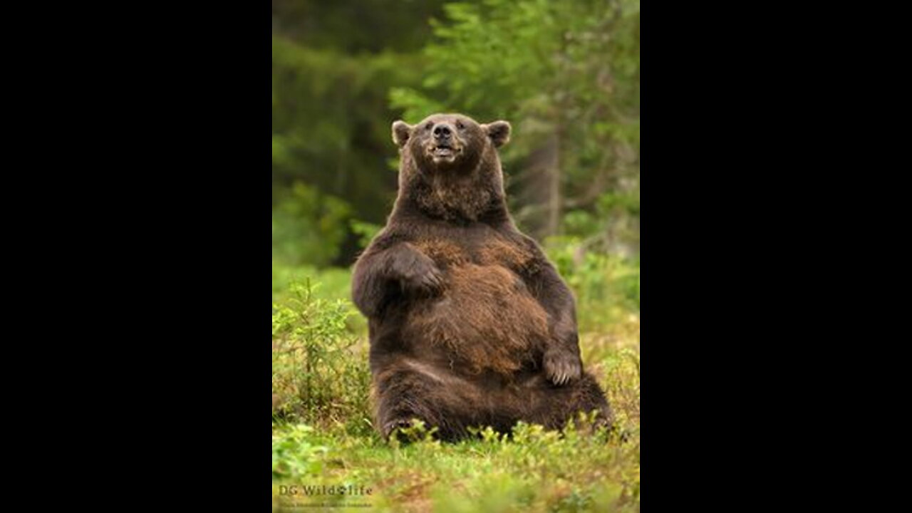 World's Strongest "Nimble Bear"