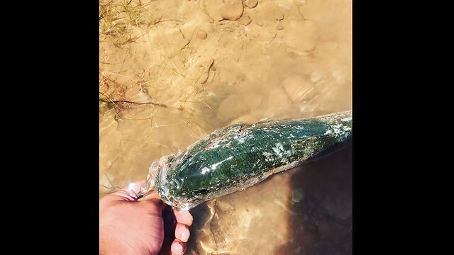 Largemouth Bass Release