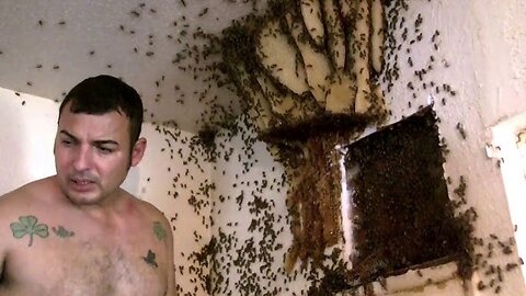 Monster Bee Hive Removal