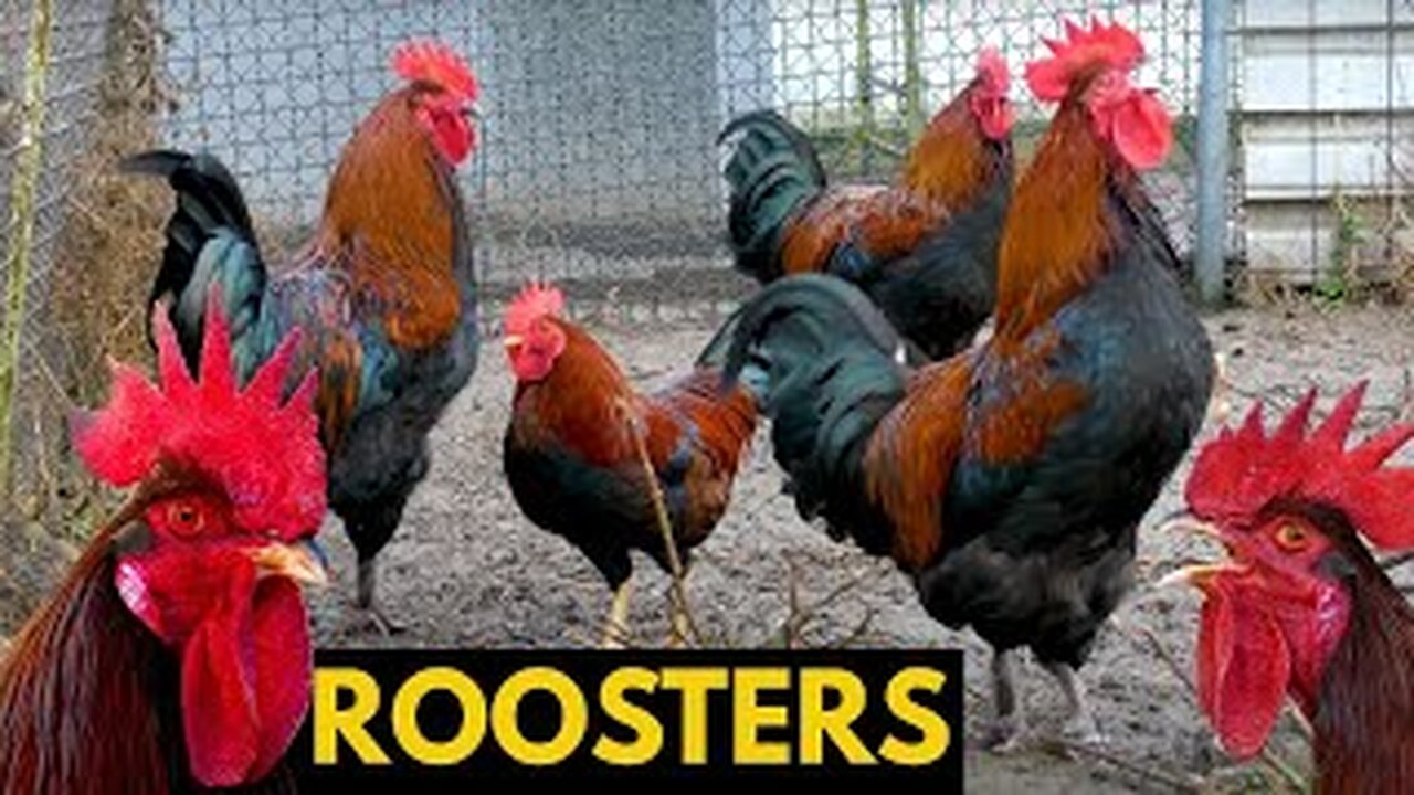 TIME FOR THE CROW! Comparison of cock crows of different breeds of chickens - BIG COMPILATION