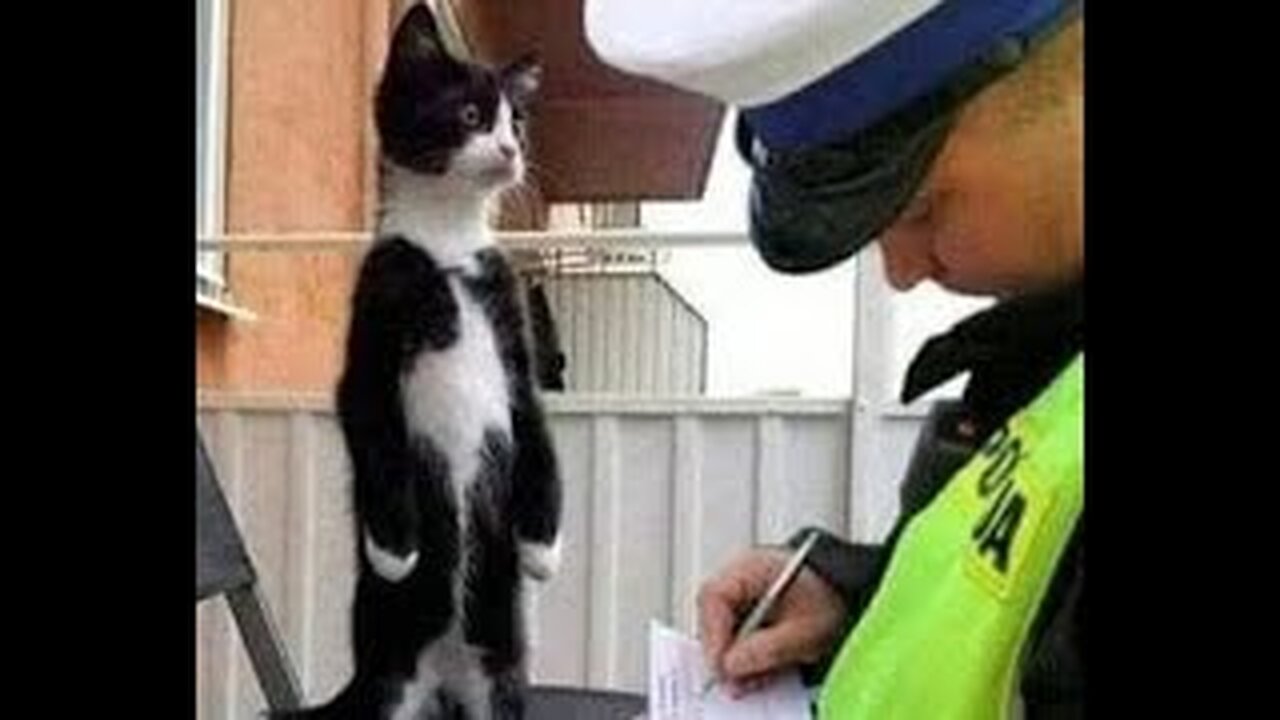 🐈 Violators of the order! 😺 A selection of funny cats for a good mood! 😺