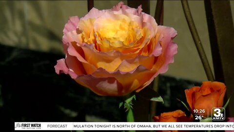 Saint Cecilia Cathedral hosting free weekend flower festival