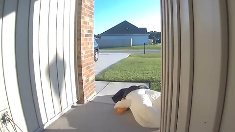 funny animals