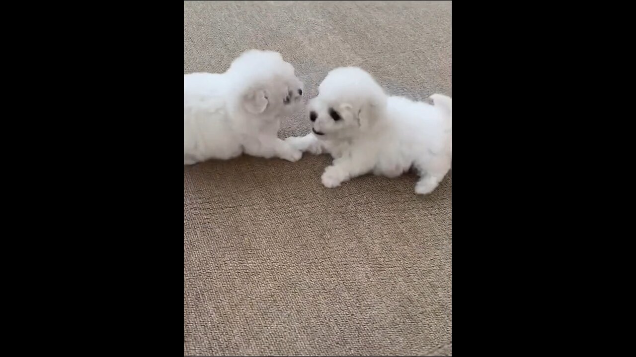 Cute puppies fighting