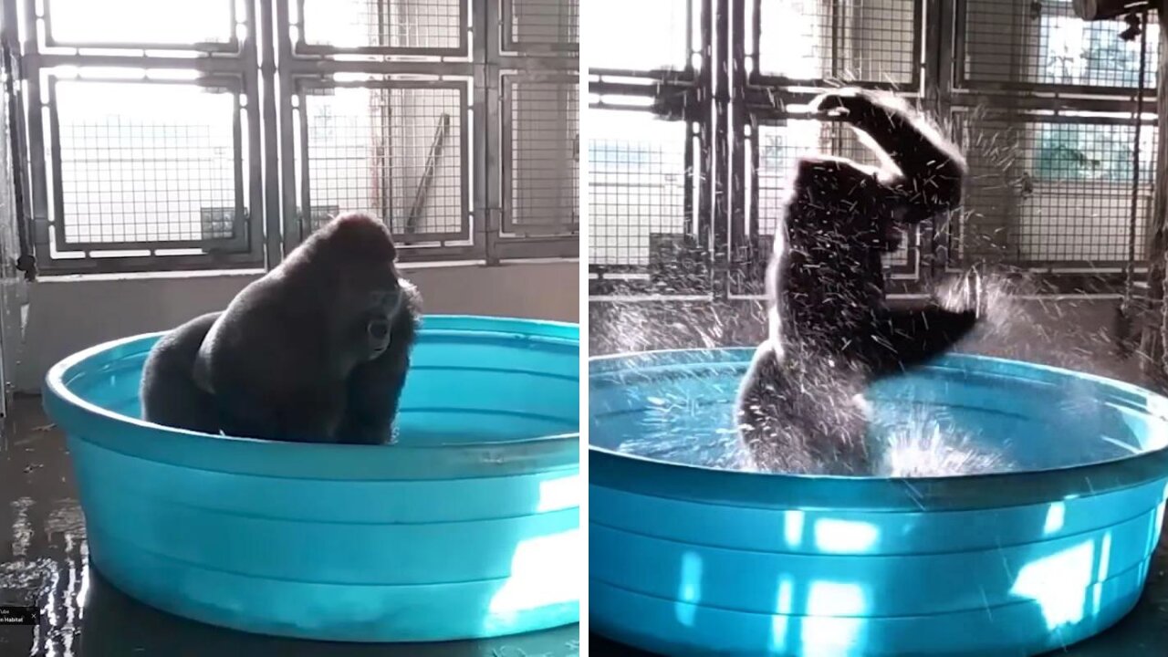 Gorilla Dancing And Playing In Water