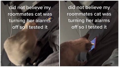 Professional Alarm Disabler: Watch This Pro Cat Turn Off Alarms