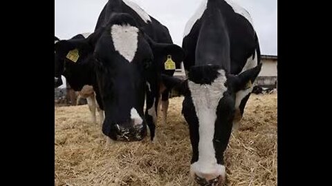 Denmark Passes Climate Tax for Cow Burps, Farts