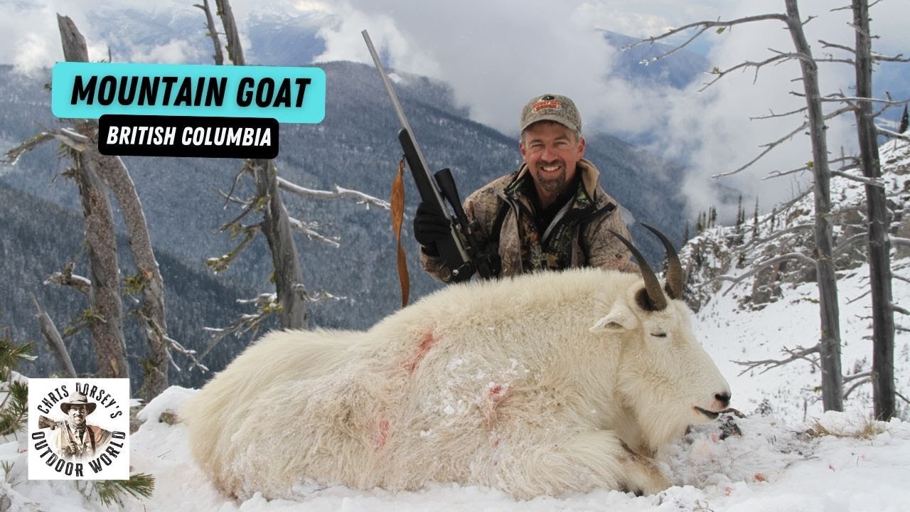 Massive British Columbia Mountain Goat