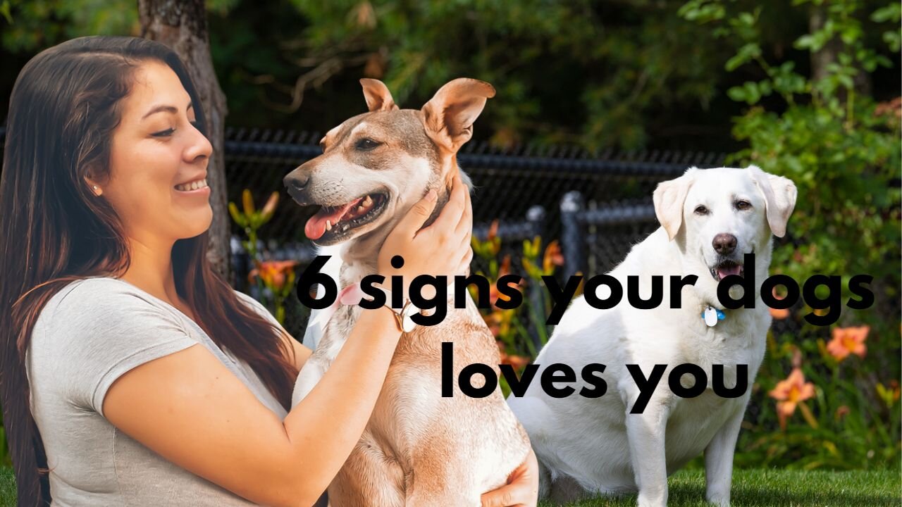 6 Signs Your Dog Loves You