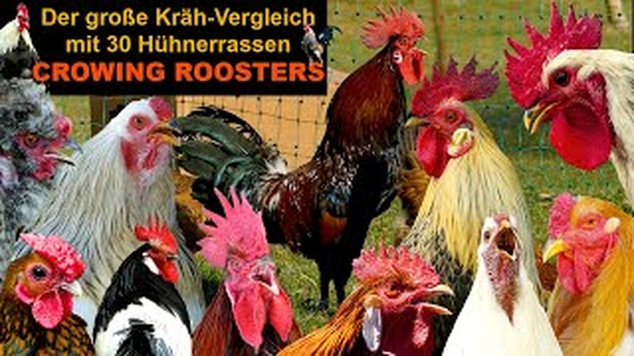 30 chicken breeds with rooster crow calls to compare