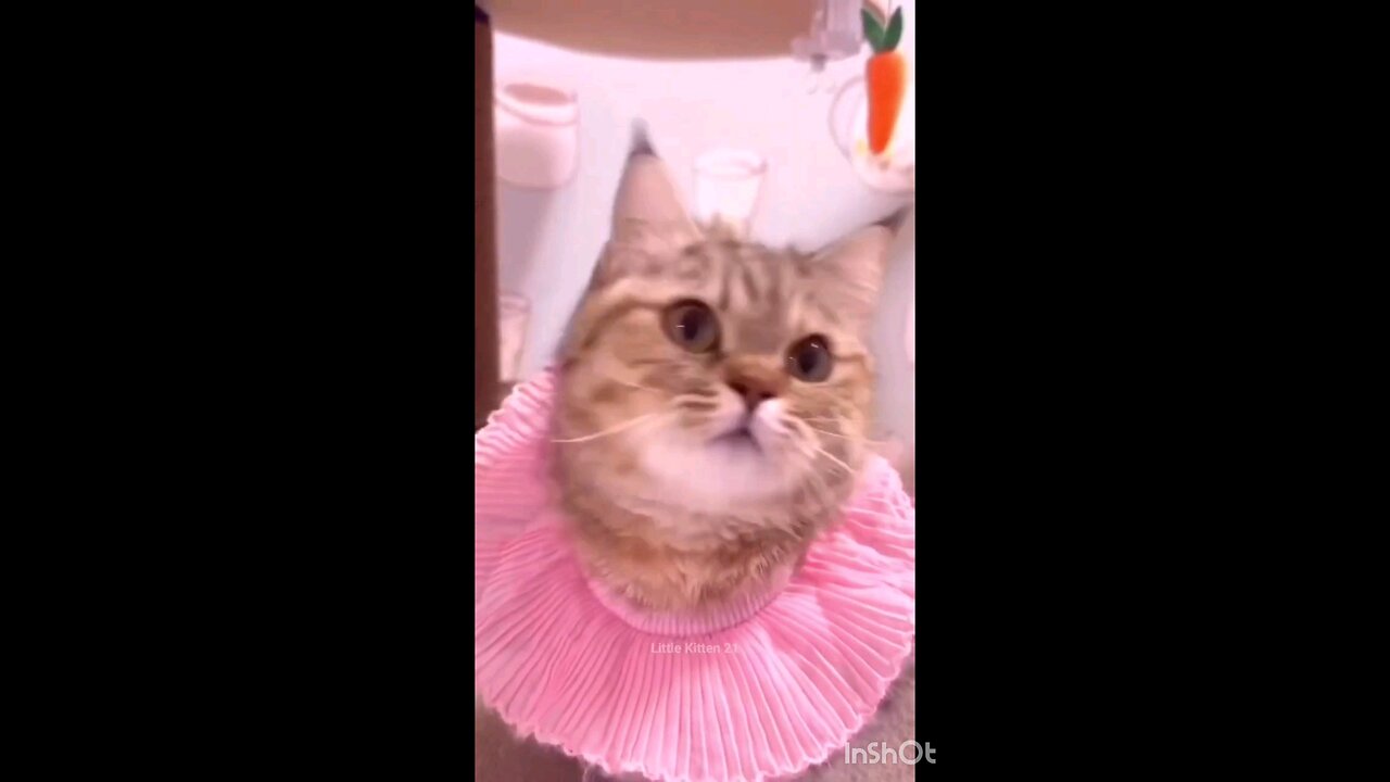 funniest_cutenes_cat_interesting_try_this_video_🤣🤣🤣