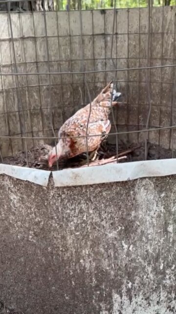 Bumgauner Spangled Hatch Pullet