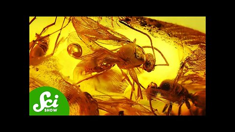 Sex, Spider Attacks, and Other Acts Caught in Amber