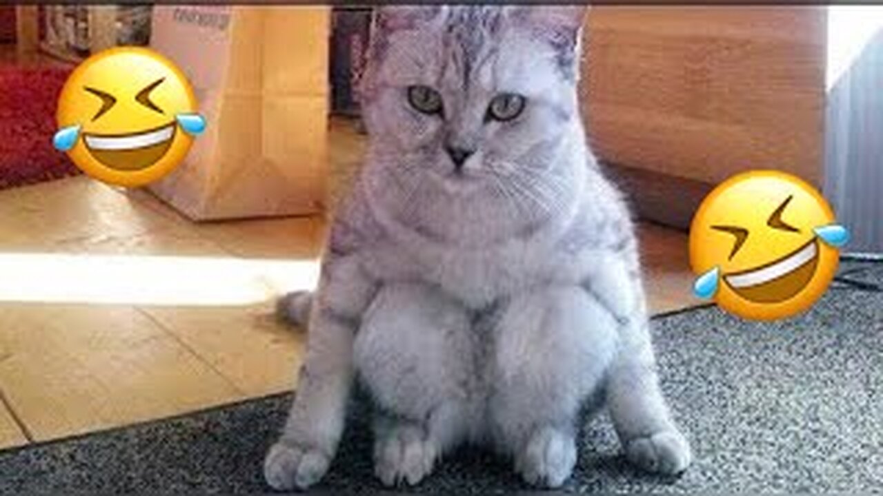 OMG cute Cats videos- best funny cats video compilation 2022- Watch Now!!!!