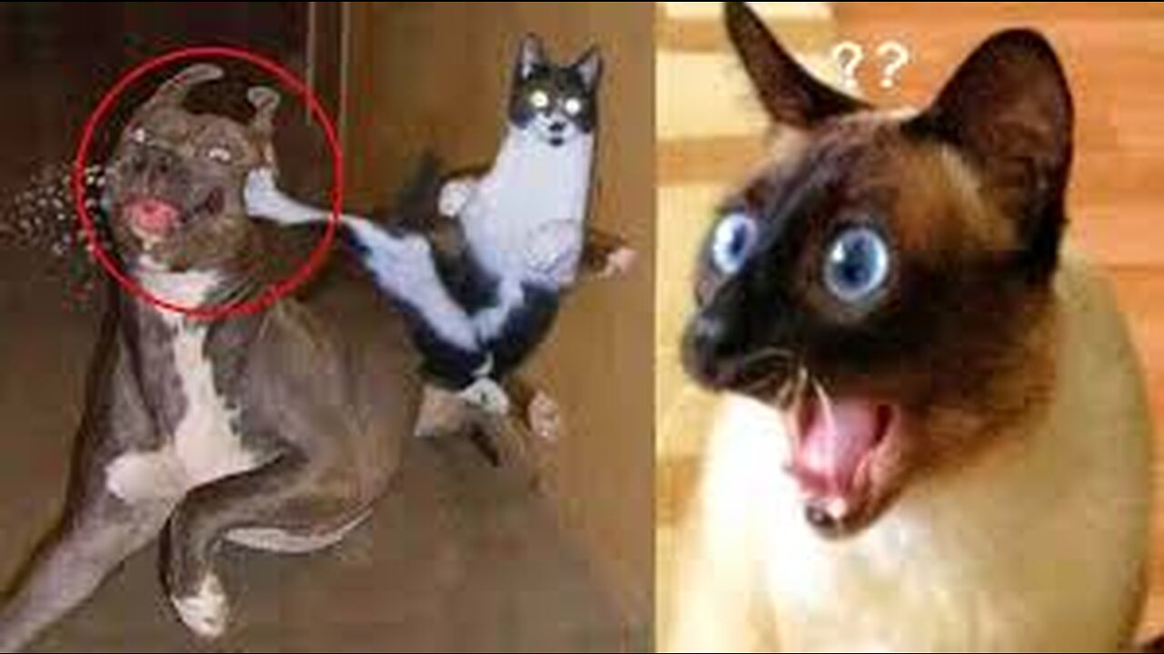 Funny Animal Videos 2023 π - Funniest Cats And Dogs Video πΊπ
