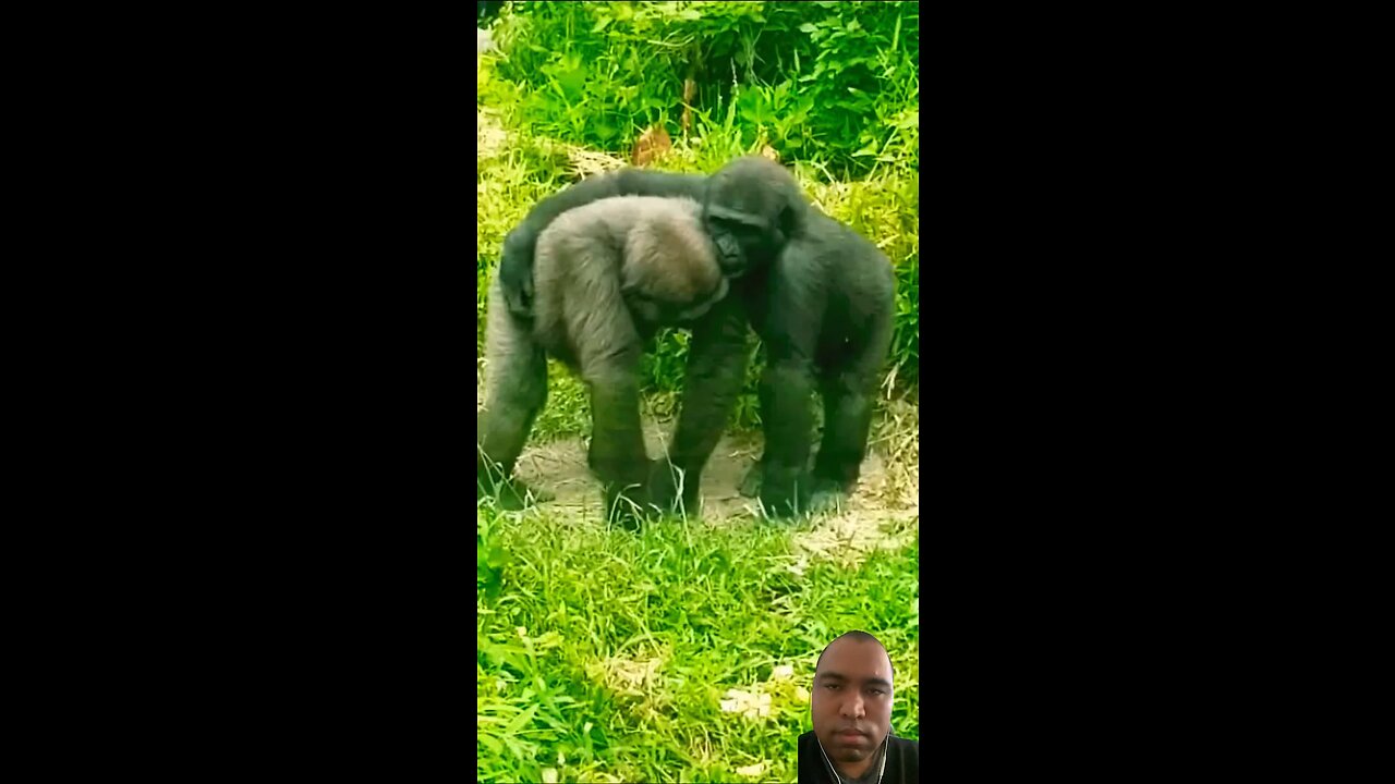 Two Gorillas Siblings Having A Moment #subscribe #gorilla #animals #moments