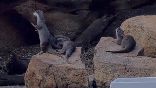 Playful Asian Small-Clawed Otters Delight Visitors at Perth Australia