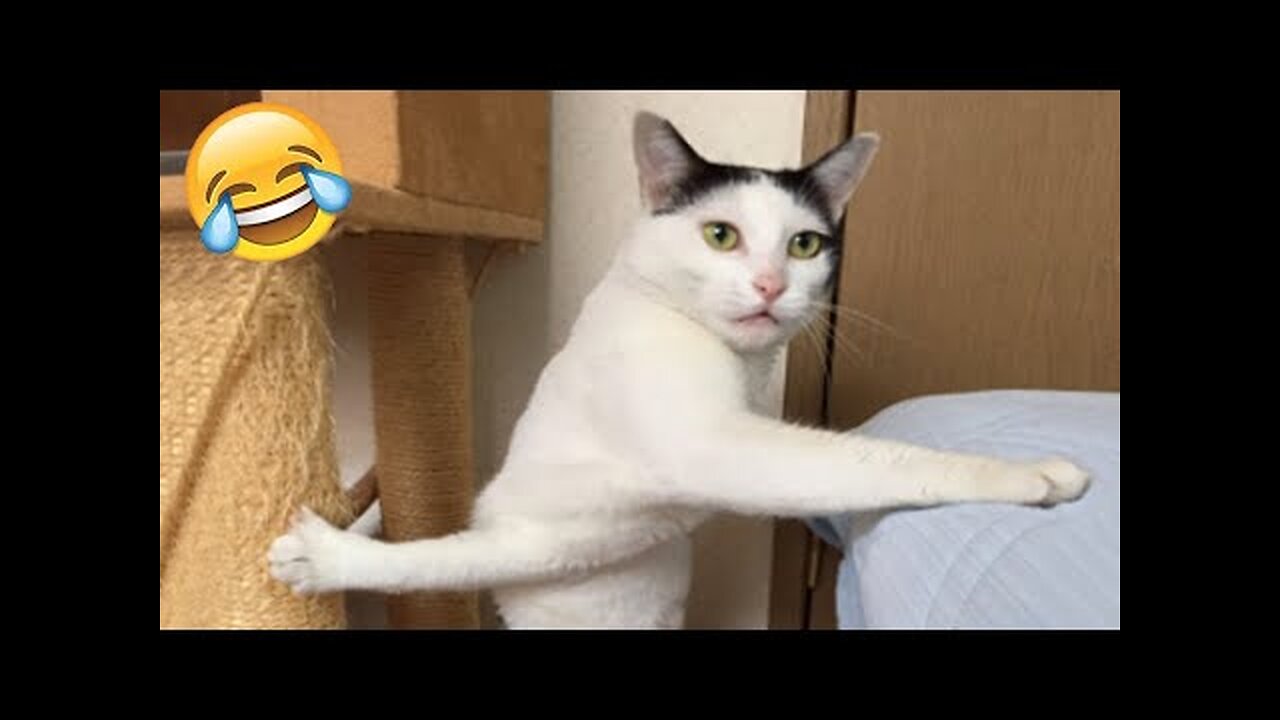 Funniest Cats and Dogs 🐶🐱 | Funny Animal Videos