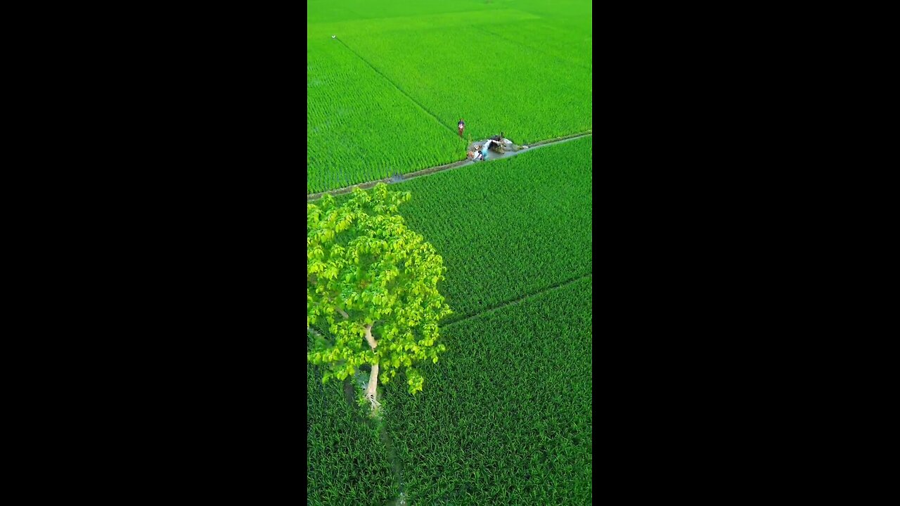 Paddy field of Bangladesh