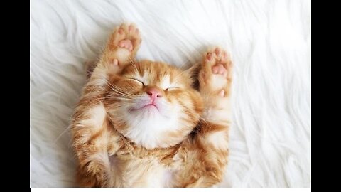 So Cute Cat 😸 Funny Video | Funny Video | Cat