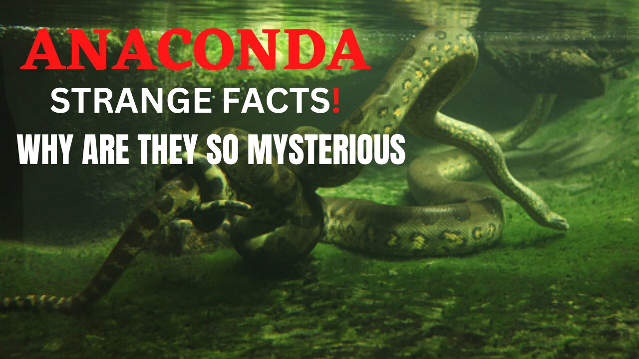 ANACONDAS are FUNNY and WEIRDER than you think!