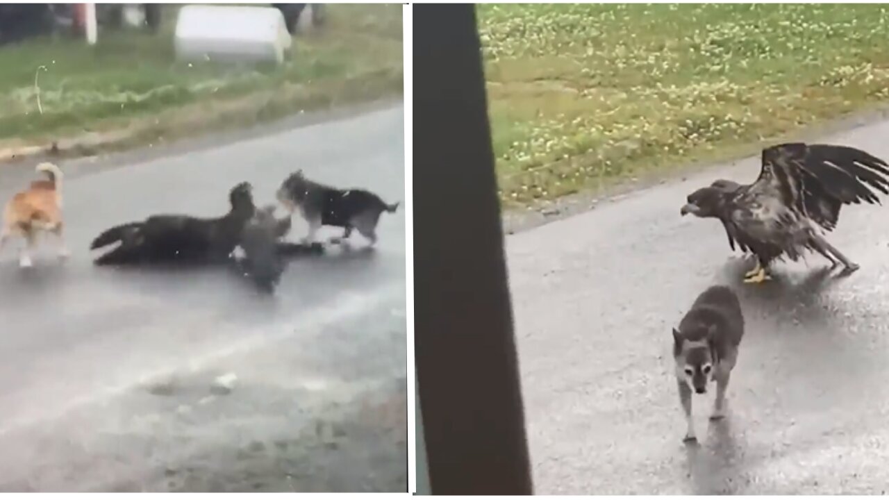 Alaskan dog protects sister from eagle attack