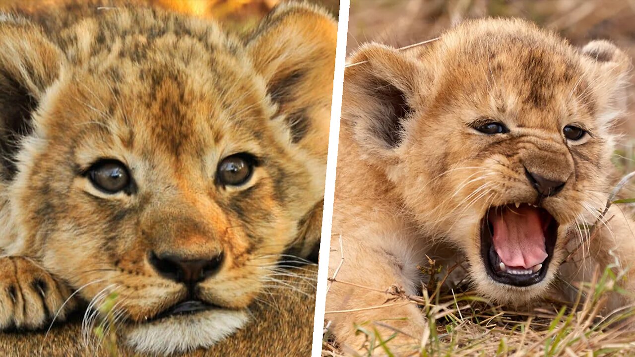 CUTEST Baby Lion Video That You Have To See - Cute Baby Animals