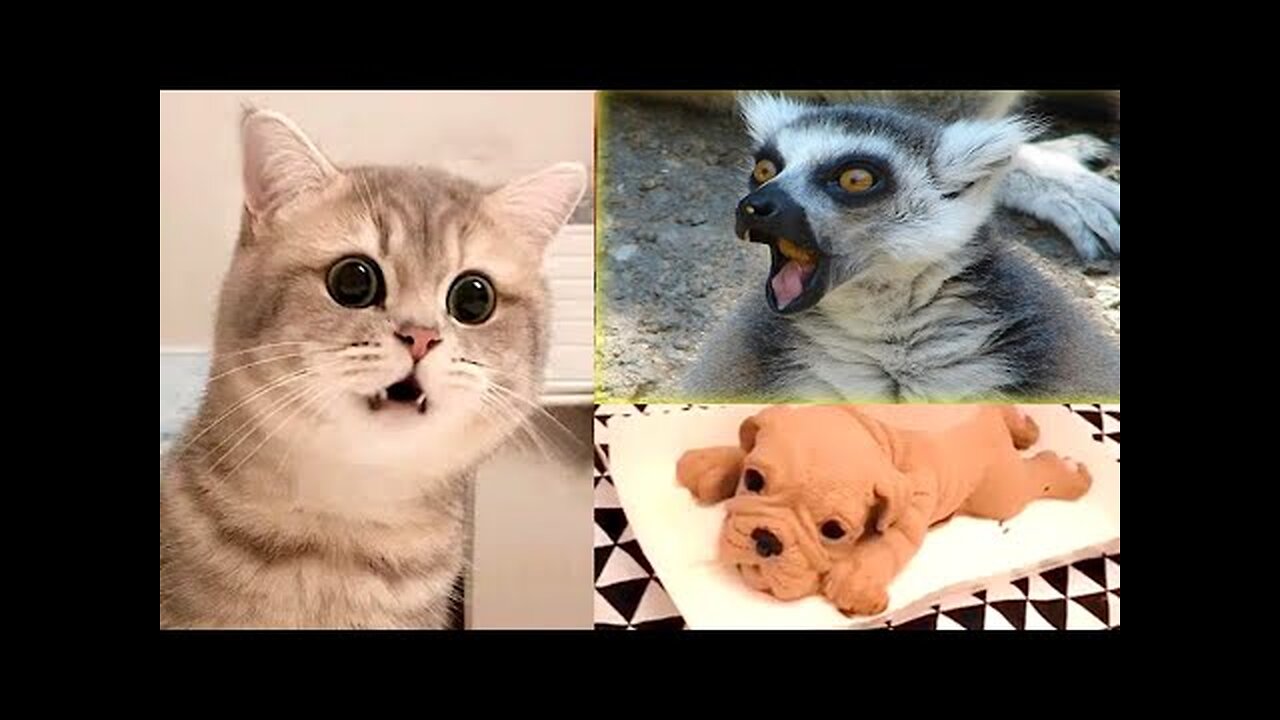 Try not to laugh🤣 Funny animals