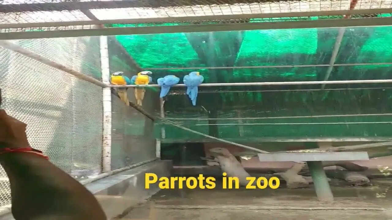 Parrots in zoo #delhizoo #shorts #reel #viral