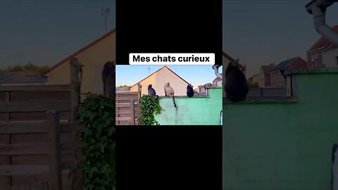 Mes chats curieux 🤨🤣 #algerie