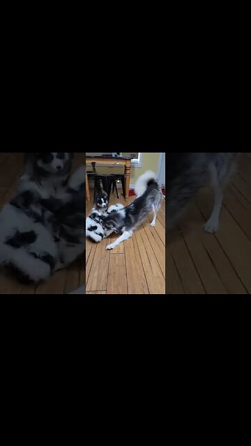 Annie and the Pomsky Pups