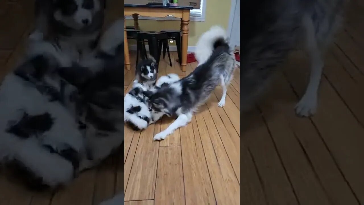 Annie and the Pomsky Pups