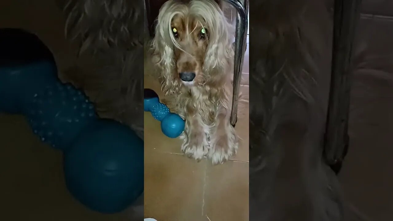 #dogs , #friend , #animals , #dogs , #cães , #perro