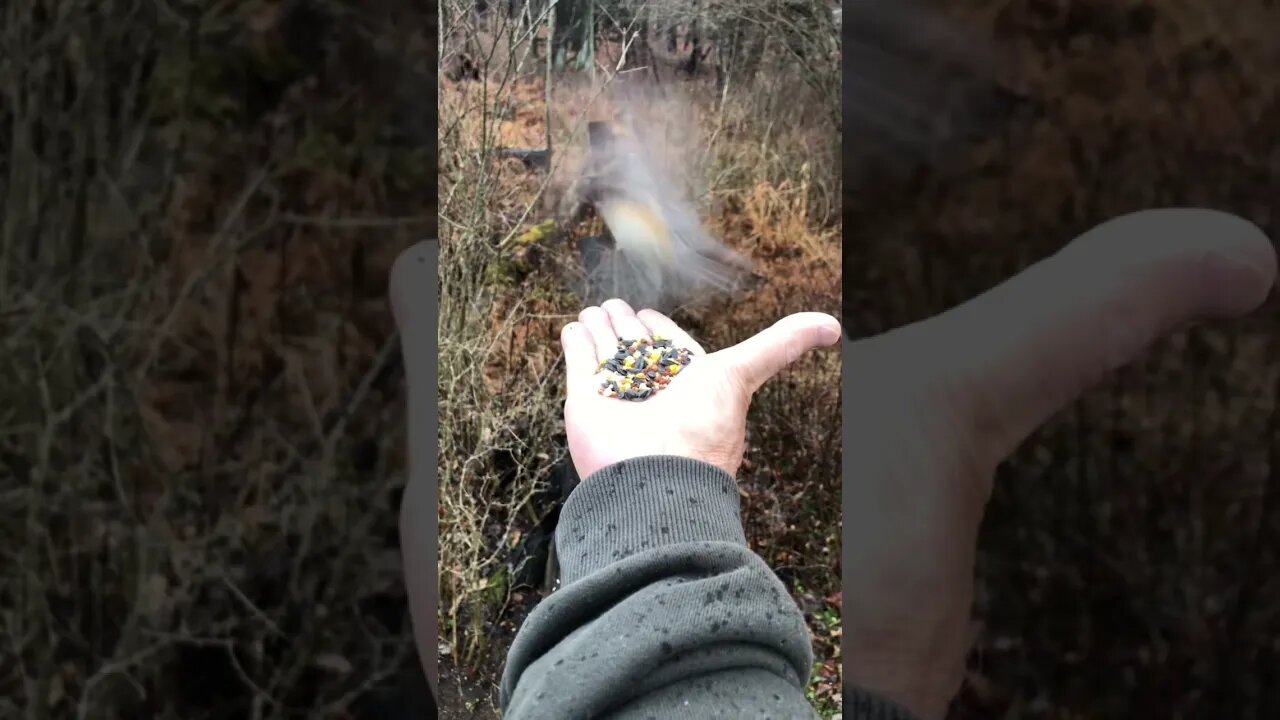 You Won’t Believe What Ate From My Hands #birds #nature