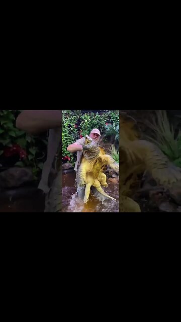 Feeding 175 pound alligator snapping turtle! #reels #shorts #turtle