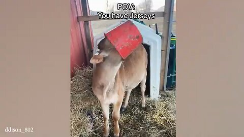 animal funny videos full comedy and funny watch and enjoy