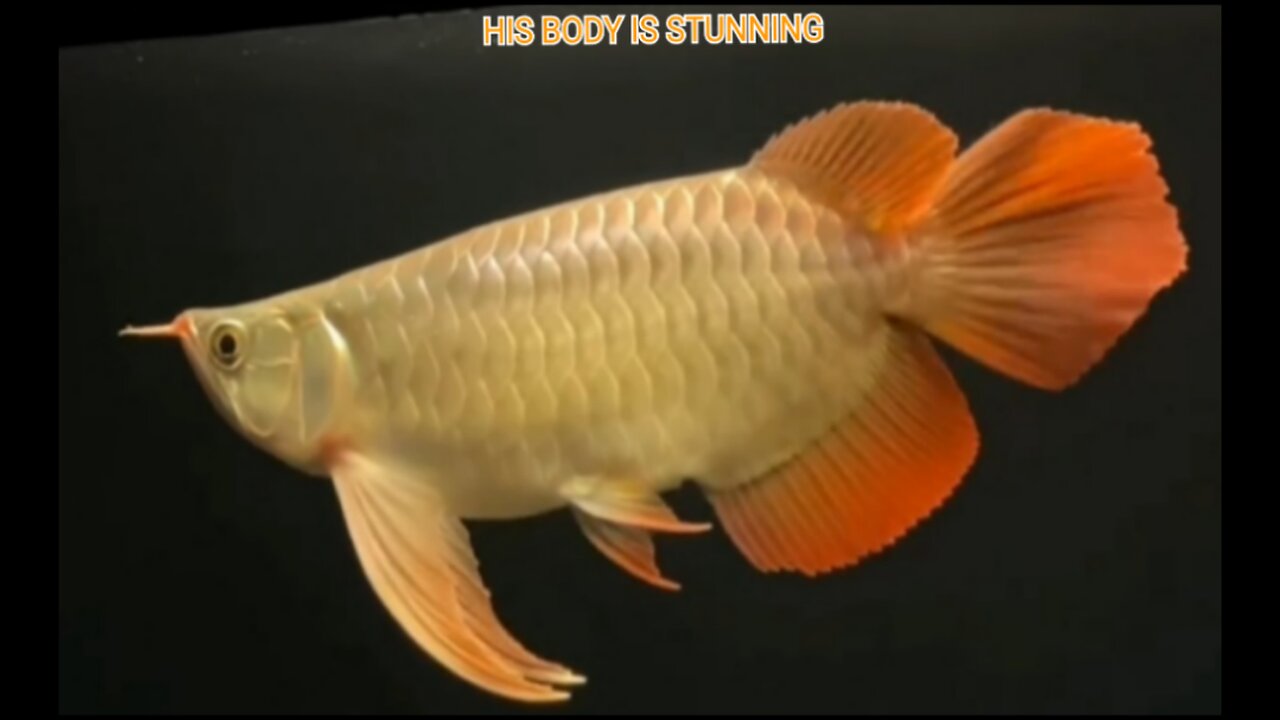 INDONESIAN SUPER RED AROWANA ORNAMENTAL FISH