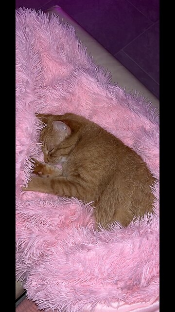 have yourself a very merry Christmas