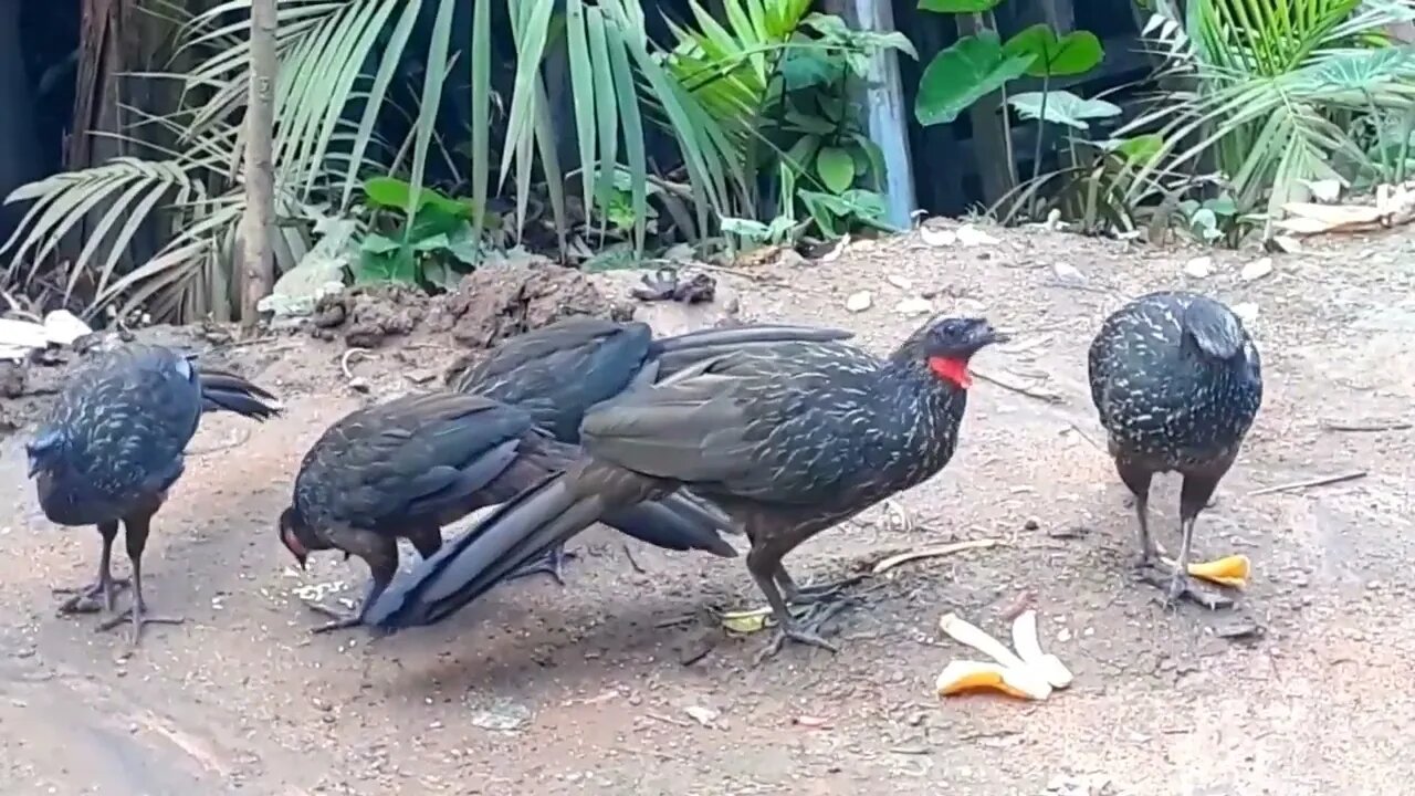 Jacu e também o seus filhotes juntos jacuaçu