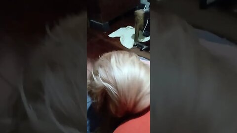 #dogshow , #animals , #dogs , #shorts