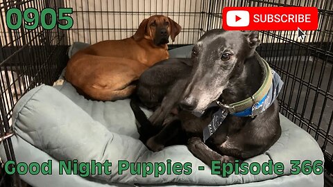 [0905] GOOD NIGHT PUPPIES - EPISODE 366 [#dogs #doggos #doggies #puppies #dogdaycare]