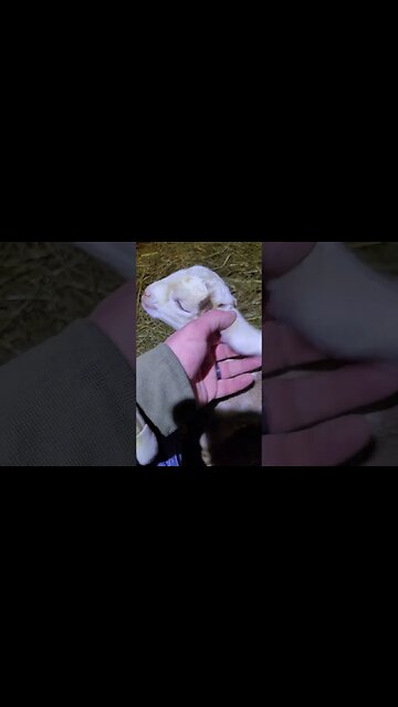 he's a friendly lil guy!