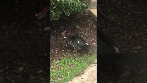 Muscovy ducklings 3