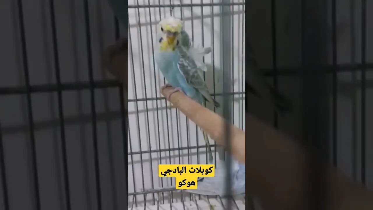 كوبلات البادجي هوكو رينبو كيوت روعة