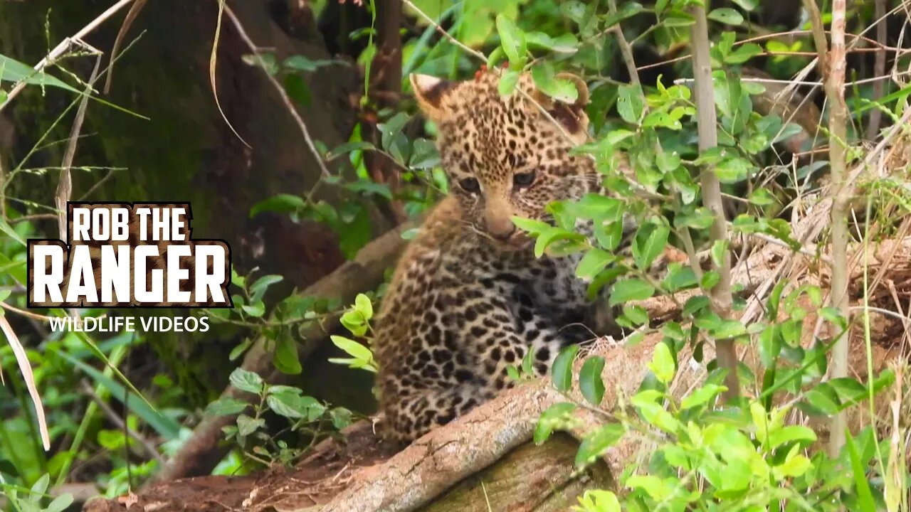 My Last Sighting Of The Leopard Queen Of Kaboso and Cub | Maasai Mara Safari | Zebra Plains