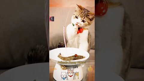 Funniest Animals 2023 Cute Kitty Birthday Surprise Cat Wished Animals Funny Videos #shorts cat