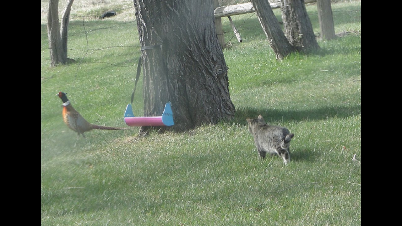 Stray Stalking the Ring Neck Pheasants? Happily Not What It Seems