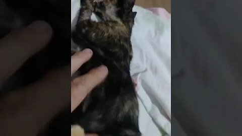 Gatinha que foi agredida já esta recuperada #shorts